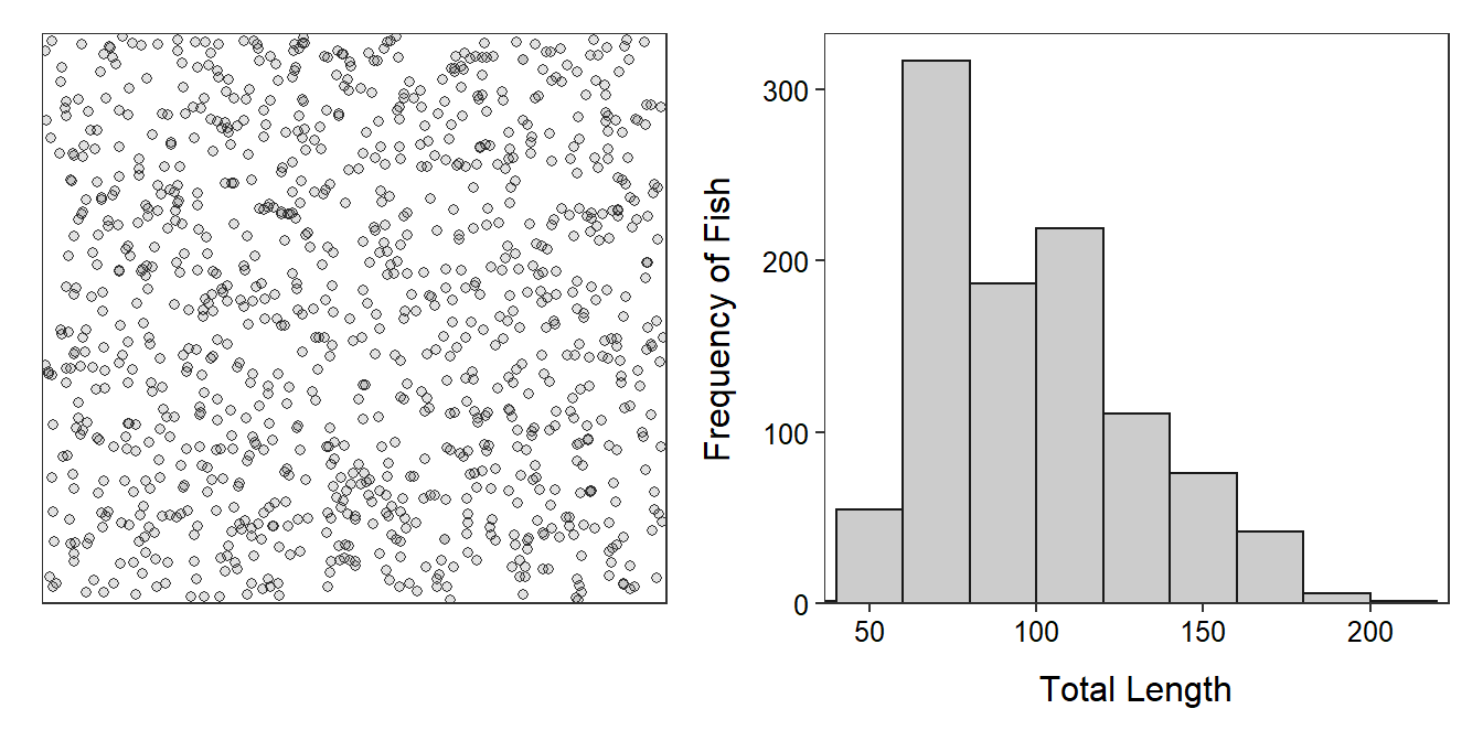 Schematic representation of individual fish (i.e., dots; **Left**) and histogram (**Right**) of the total length of the 1015 fish in Square Lake.