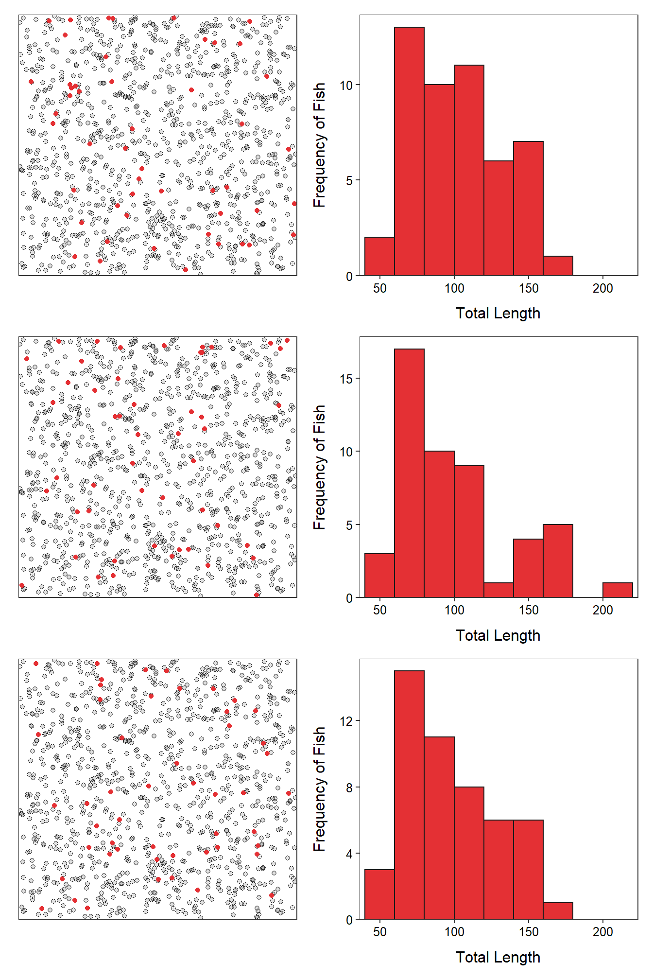 Schematic representation (**Left**) of three samples of 50 fish (i.e., red dots) from Square Lake and histograms (**Right**) of the total length of the 50 fish in each sample.