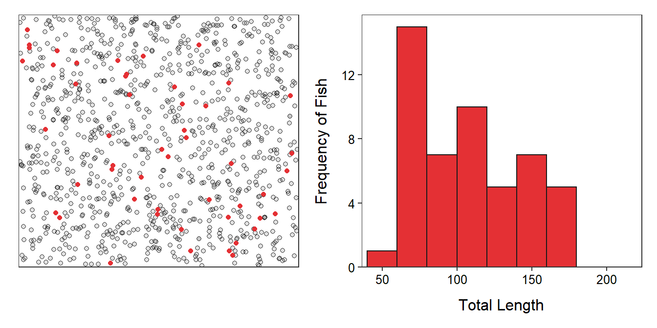 Schematic representation (**Left**) of a sample of 50 fish (i.e., red dots) from Square Lake and histogram (**Right**) of the total length of the 50 fish in this sample.