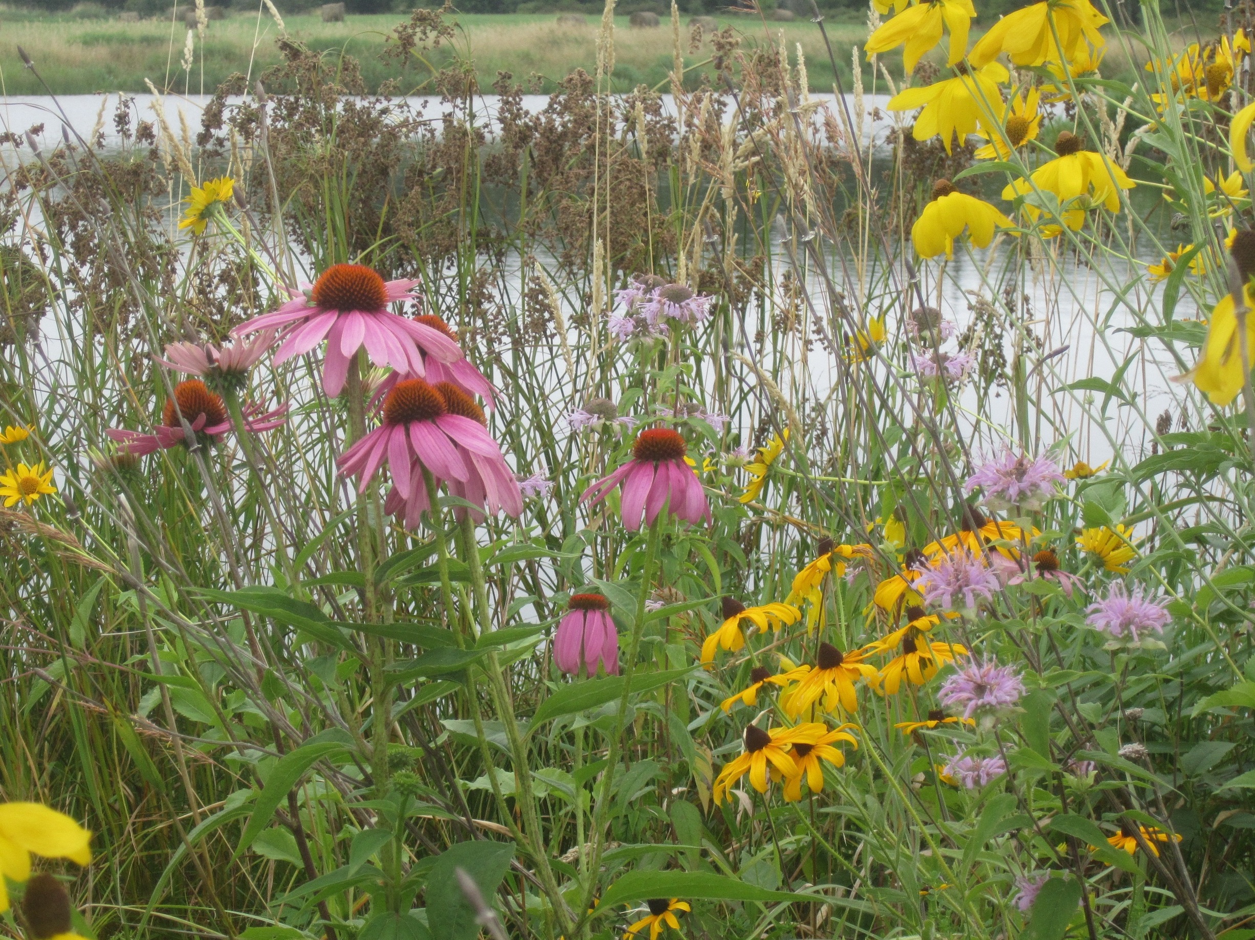 Flowers at Muskeg Property, Oulu, WI